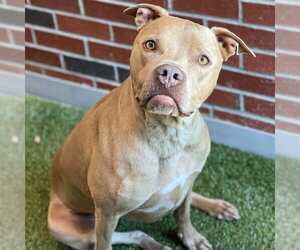 American Pit Bull Terrier Dogs for adoption in Edmond, OK, USA