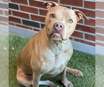 Small American Pit Bull Terrier