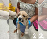 Small #4 American Pit Bull Terrier-Black Mouth Cur Mix
