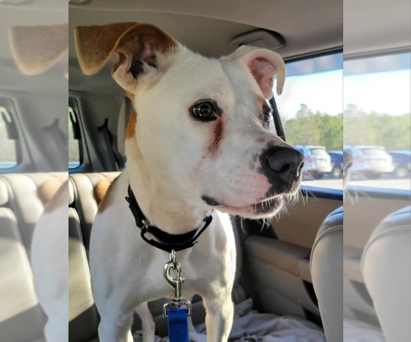 Medium Photo #3 Mutt Puppy For Sale in Atlanta, GA, USA