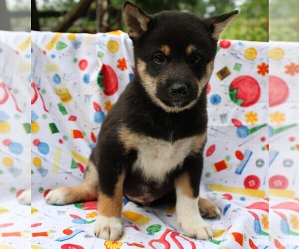 Medium Photo #4 Shiba Inu Puppy For Sale in BLOOMINGTON, IN, USA