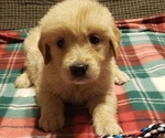 Image preview for Ad Listing. Nickname: Litter of 8