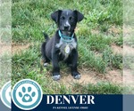 Small #6 Great Pyrenees Mix