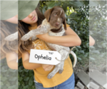 Small Photo #29 Pointer Puppy For Sale in SACRAMENTO, CA, USA