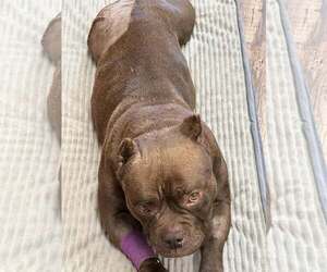Macy - Female American Bulldog Dog for Adoption - Photo #2