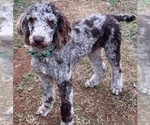 Small Photo #1 Bernedoodle Puppy For Sale in NEW ALBANY, MS, USA
