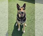 Small Photo #13 German Shepherd Dog-Unknown Mix Puppy For Sale in Rockwall, TX, USA