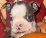 Small #1 Faux Frenchbo Bulldog