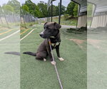 Small Labrador Retriever Mix