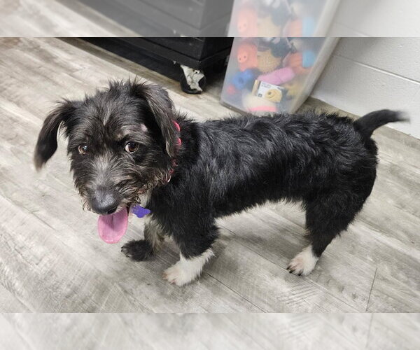 Medium Photo #1 Mutt Puppy For Sale in Ellijay, GA, USA