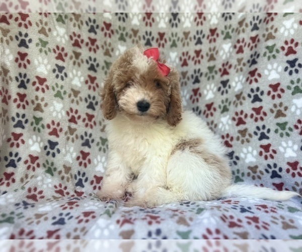 Medium Photo #1 Cock-A-Poo Puppy For Sale in LAKELAND, FL, USA