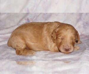 Labradoodle mix (+ Poodle Standard) Puppy for sale in LA HABRA, CA, USA