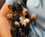 Small #23 Bernedoodle (Miniature)