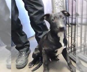 German Shepherd Dog Dogs for adoption in Tulsa, OK, USA