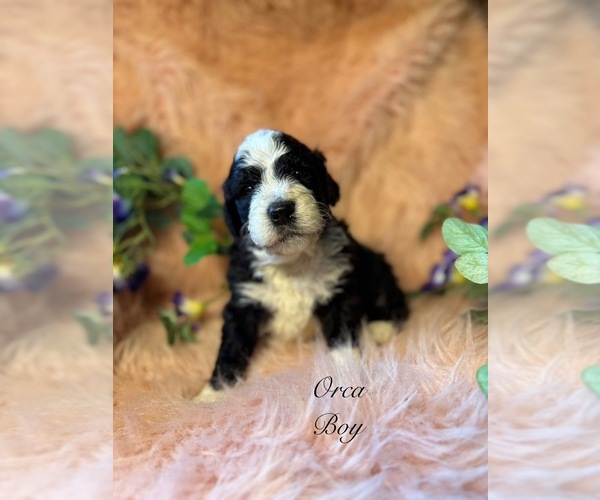 Medium Photo #6 Golden Mountain Doodle  Puppy For Sale in SAINT CLOUD, MN, USA