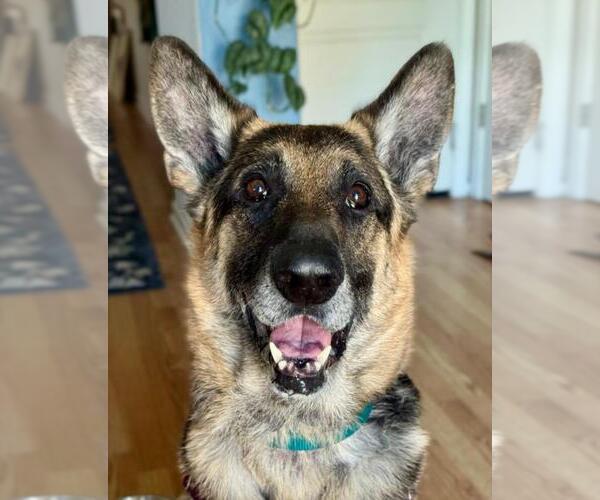 Medium Photo #2 German Shepherd Dog-Unknown Mix Puppy For Sale in Woodland, CA, USA