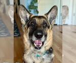 Small #1 German Shepherd Dog Mix