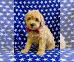 Small Photo #2 Goldendoodle-Poodle (Miniature) Mix Puppy For Sale in NEW PROVIDENCE, PA, USA
