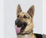 Small German Shepherd Dog