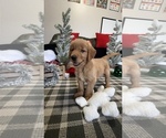 Puppy Claus Golden Retriever