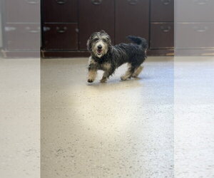 Dachshund-Unknown Mix Dogs for adoption in York, SC, USA
