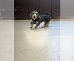 Small Dachshund Mix