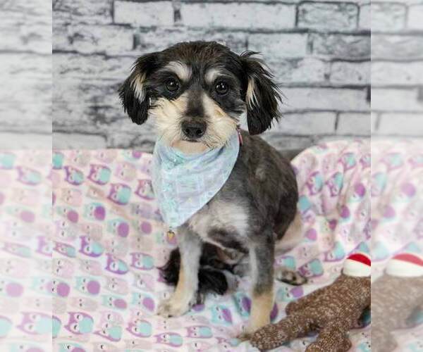 Medium Photo #6 Mutt Puppy For Sale in Kennesaw, GA, USA