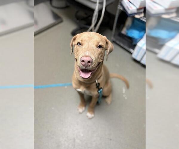 Medium Photo #2 American Pit Bull Terrier Puppy For Sale in Bakersfield, CA, USA