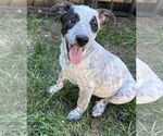 Small Mutt