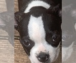 Small #7 Boston Terrier