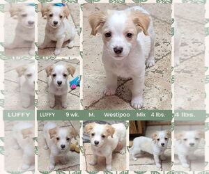 Mutt Dogs for adoption in Mesa, AZ, USA