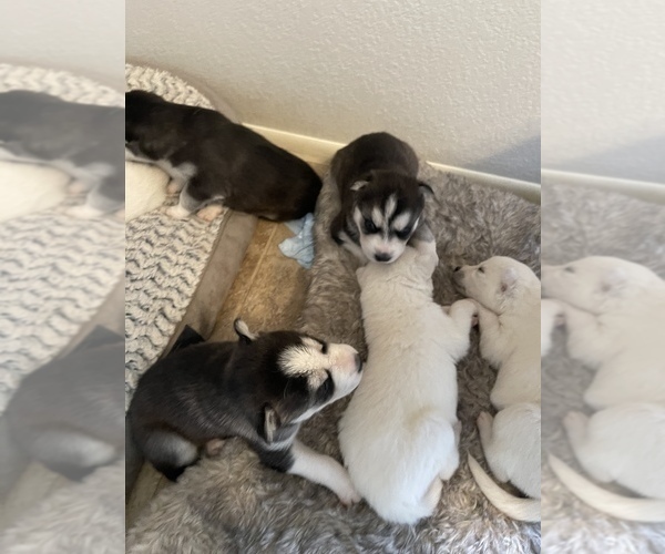 Medium Photo #15 Siberian Husky Puppy For Sale in TUCSON, AZ, USA