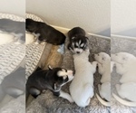Small Photo #15 Siberian Husky Puppy For Sale in TUCSON, AZ, USA