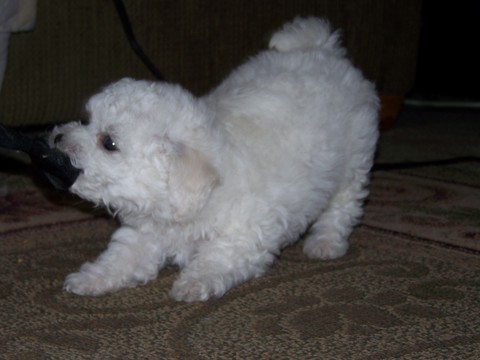 Medium Photo #4 Bichon Frise Puppy For Sale in EUGENE, OR, USA