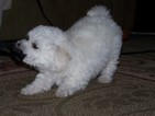 Small Photo #4 Bichon Frise Puppy For Sale in EUGENE, OR, USA