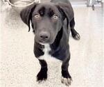 Small #2 Labrador Retriever Mix