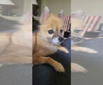 Small #4 Pomeranian