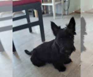 Scottish Terrier Puppy for sale in SIOUX FALLS, SD, USA