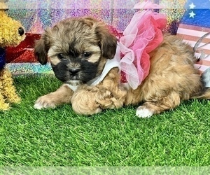 ShihPoo Dog for Adoption in CASSVILLE, Missouri USA