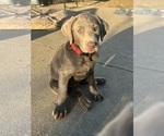 Small #5 Labrador Retriever