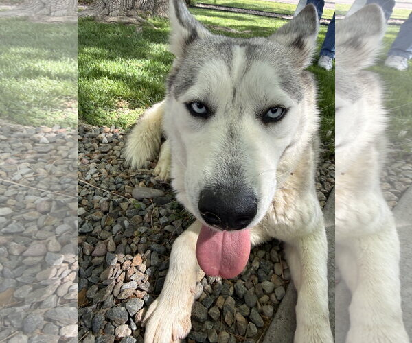 Medium Photo #4 Siberian Husky Puppy For Sale in Cedar Crest, NM, USA