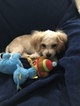Small Photo #8 Cavachon Puppy For Sale in CHICAGO, IL, USA