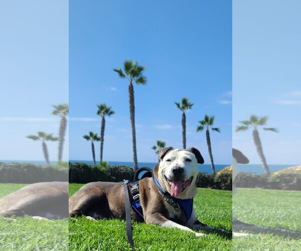 Medium Photo #3 American Pit Bull Terrier-Unknown Mix Puppy For Sale in  Ramona, CA, USA