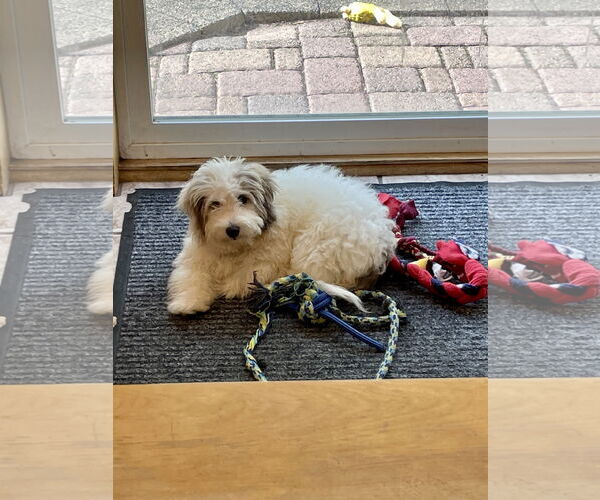 Medium Photo #2 Zuchon Puppy For Sale in Brooklyn Center, MN, USA