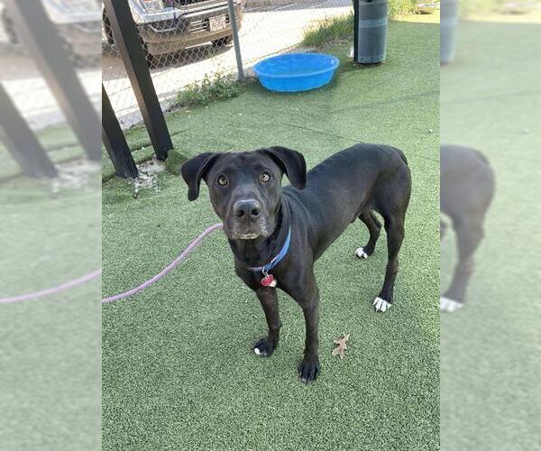 Medium Photo #1 Labrador Retriever-Unknown Mix Puppy For Sale in Pasadena, TX, USA