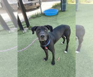 Labrador Retriever-Unknown Mix Dogs for adoption in Pasadena, TX, USA