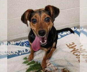 Jack-A-Bee Dogs for adoption in Washington, DC, USA