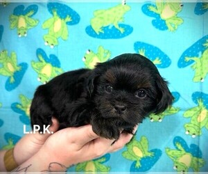 Shorkie Tzu Puppy for sale in WINNSBORO, LA, USA