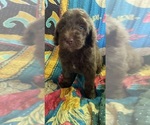 Puppy 4 Bernedoodle