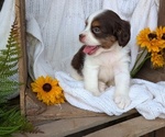 Small Photo #39 Cock-A-Poo Puppy For Sale in GOSHEN, IN, USA